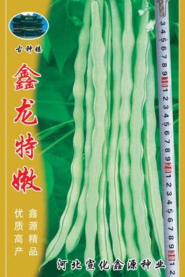 鑫龙特嫩——架豆